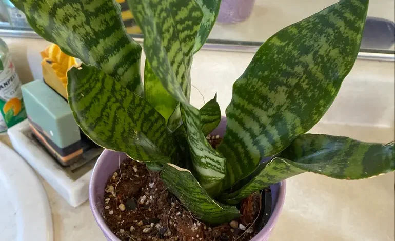 Snake Plant Flower: Surprising Facts About Its Rare Blossom snake plant flower