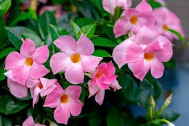 mandevilla flower