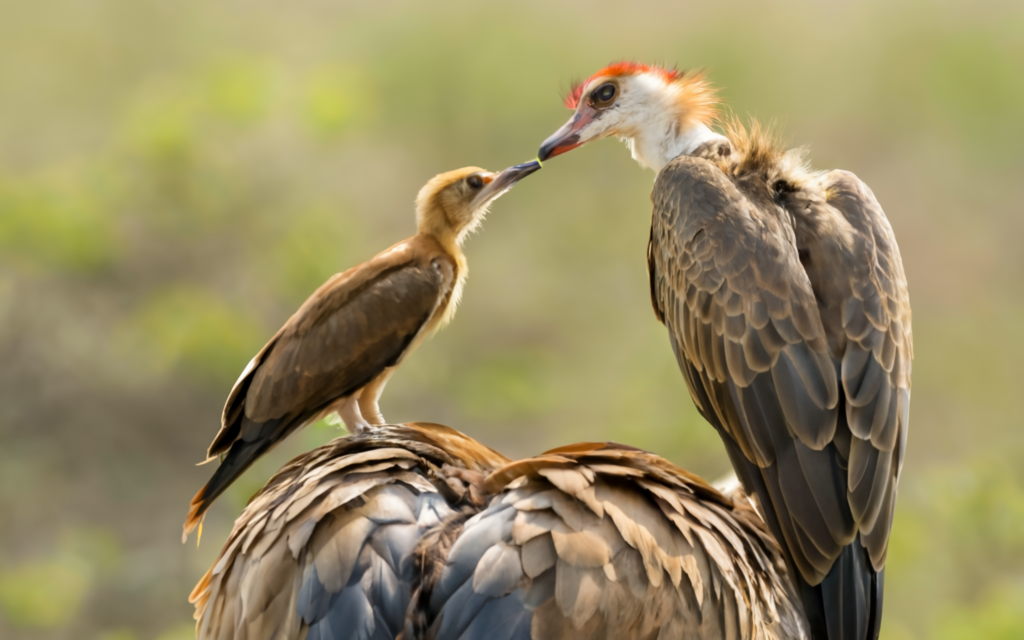 What is a Mutualist Relationship Involving Birds? Exploring the Bond Between Birds and Other Species What is a Mutualist Relationship Involving Birds? Exploring the Bond Between Birds and Other Species