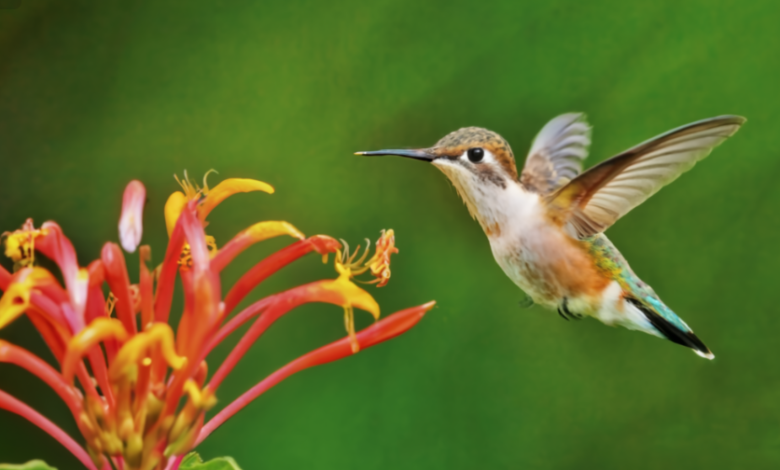 What is a Mutualist Relationship Involving Birds? Exploring the Bond Between Birds and Other Species what is a mutulist relationship involving birds
